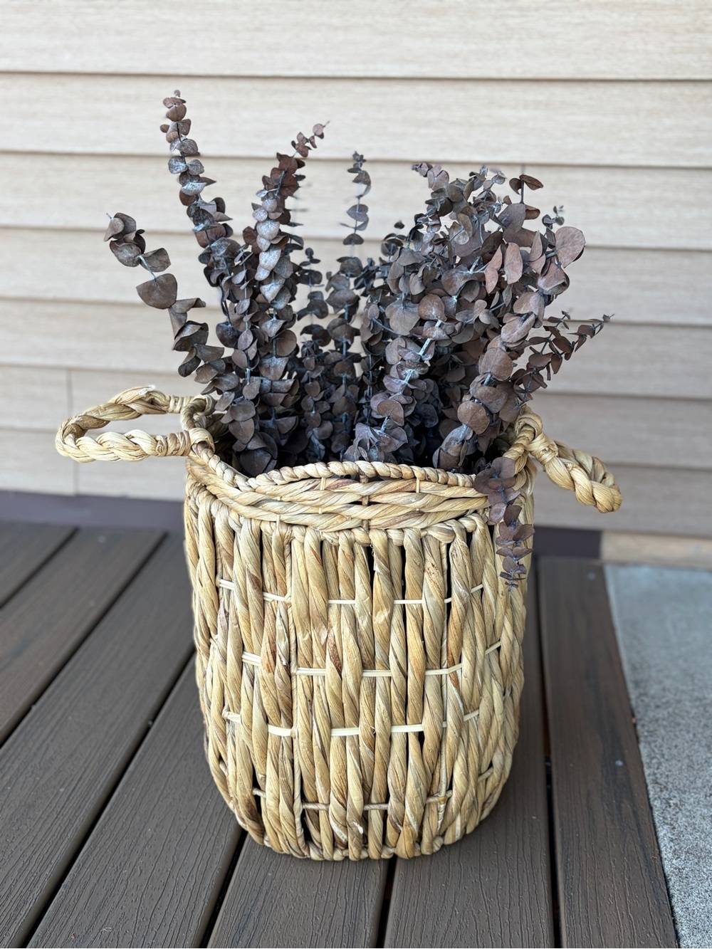 Dried Brown Eucalyptus